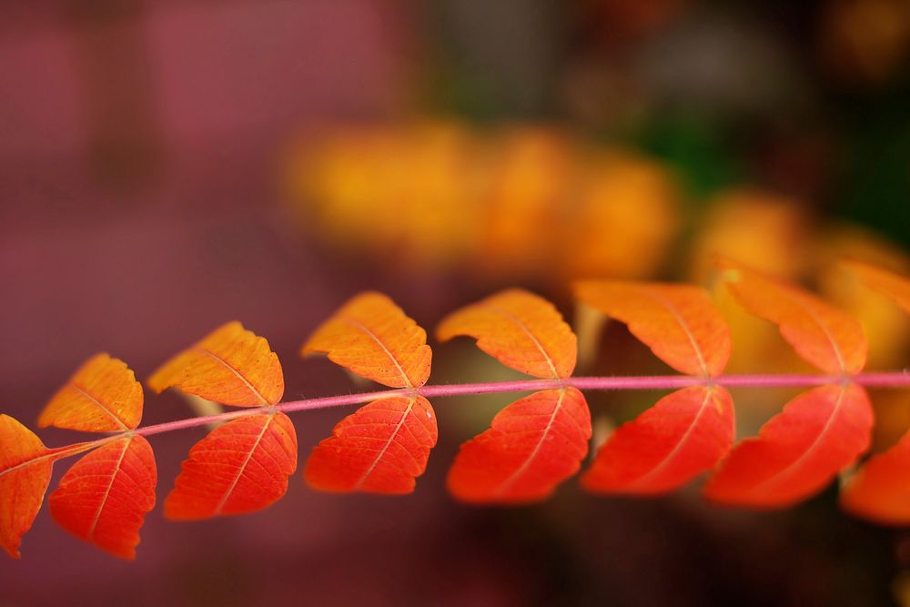 Free orange leaf image, public domain botany CC0 photo.