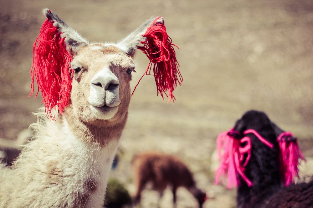 Free llama with red yarn on it's ears photo, public domain animal CC0 image.