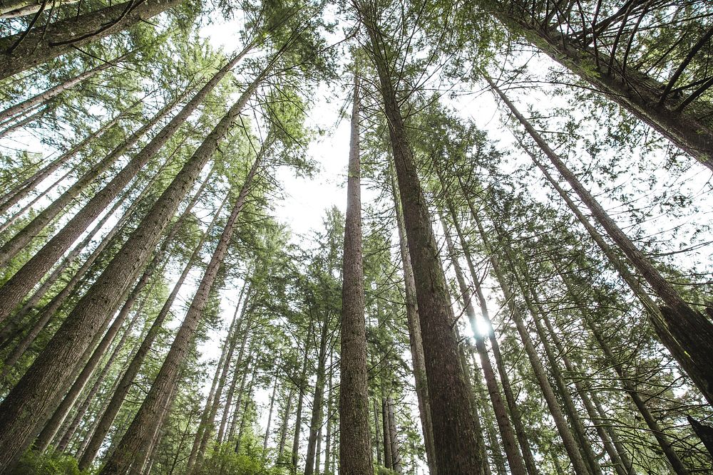 Free towering trees image, public domain nature CC0 photo.