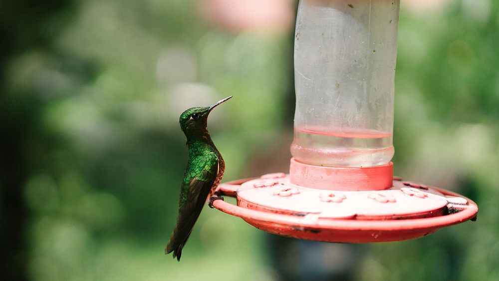 Free hummingbird standing on red water feeder image, public domain animal CC0 photo.