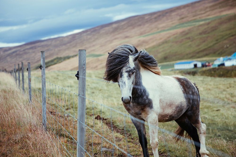 Free long haired horse in the field image, public domain animal CC0 photo.