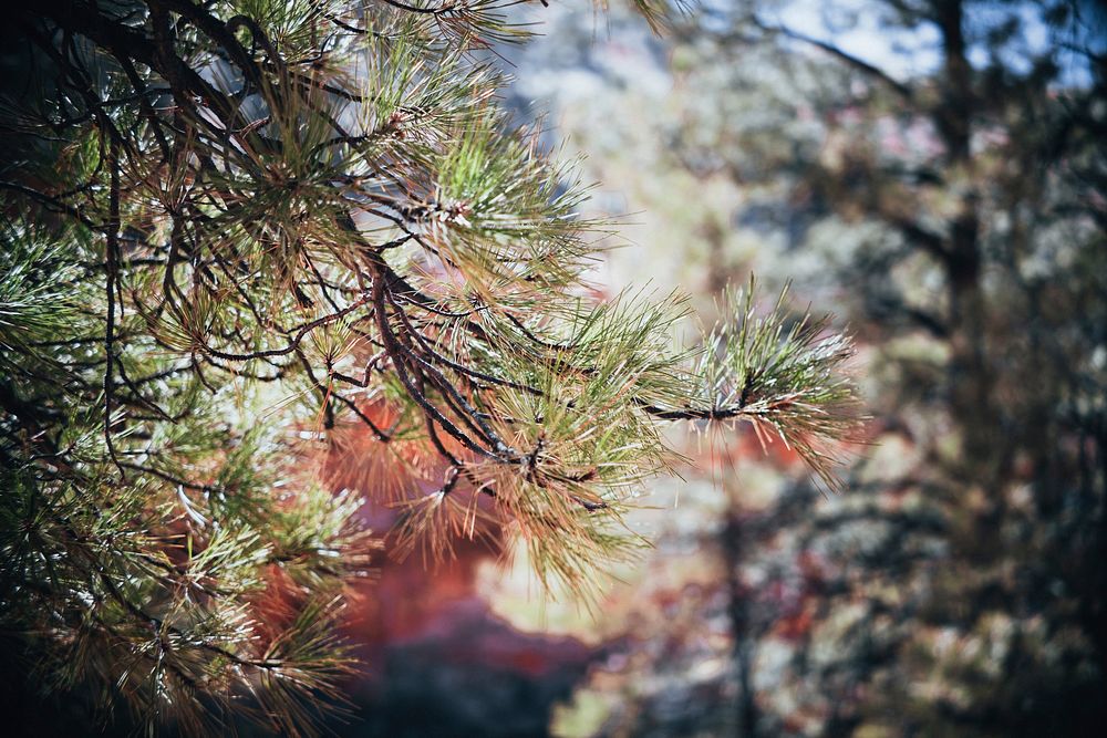 Free coniferous pine, Arizona forest, image, public domain travel CC0 photo.