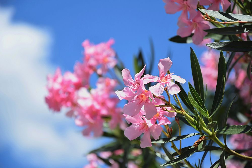 Free oleander image, public domain flower CC0 photo.