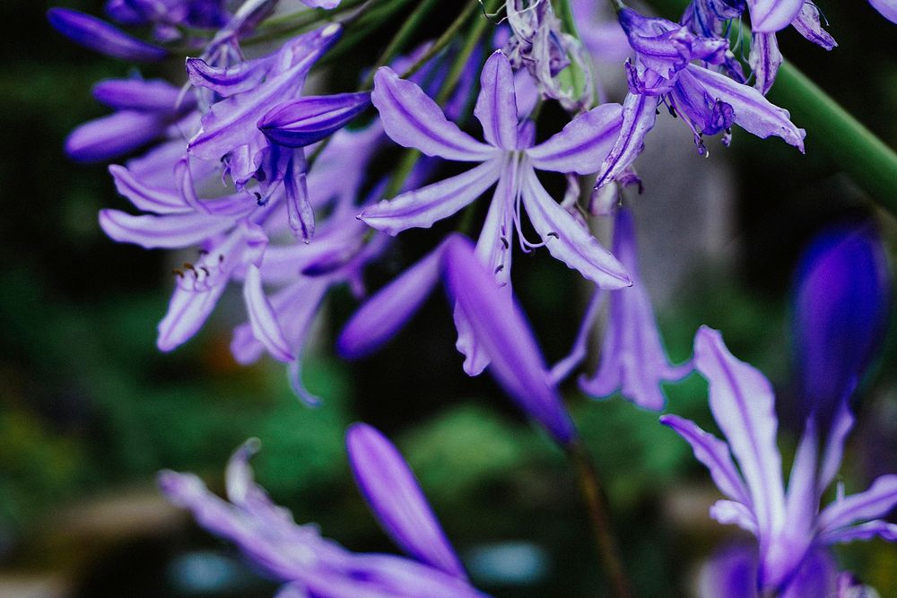 Free African lily image, public domain flower CC0 photo.