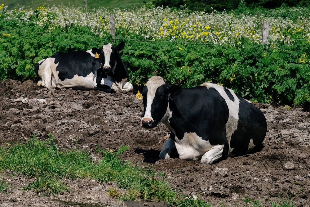 Free cow sitting on soil near flower field image, public domain animal CC0 photo.