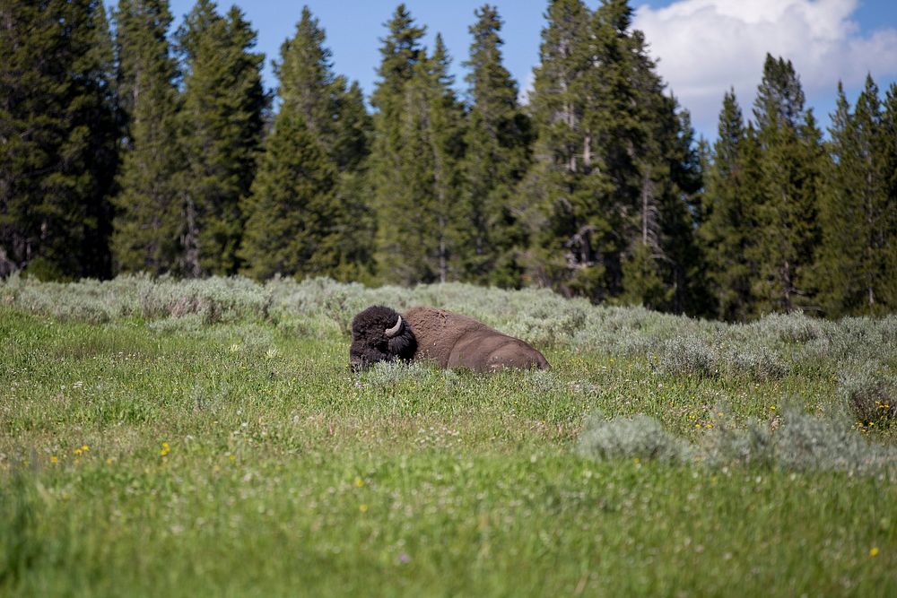 Free bison in grass image, public domain animal CC0 photo.