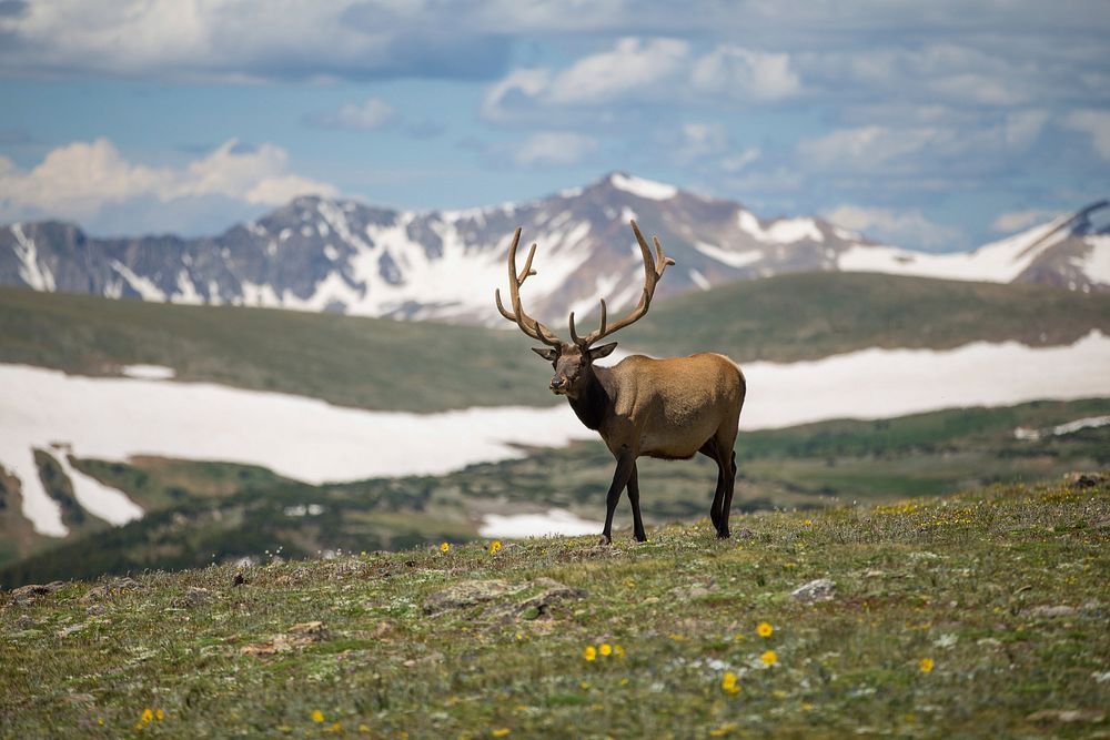 Free elk with big horns in meadow photo, public domain animal CC0 image.