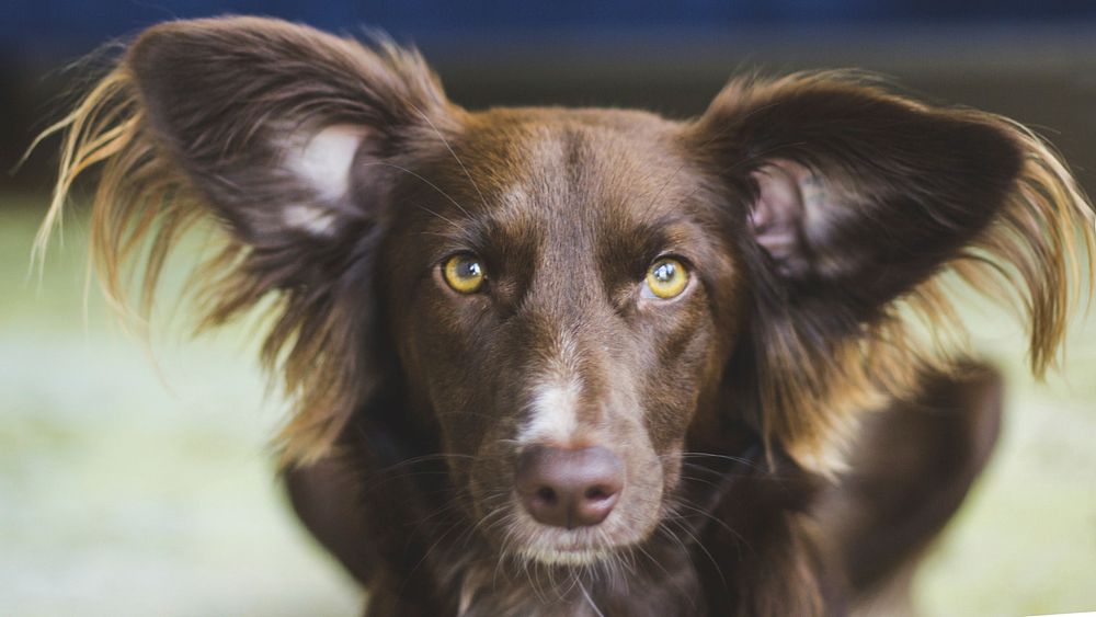 Free portrait of brown dog with long fur on ears image, public domain animal CC0 photo.