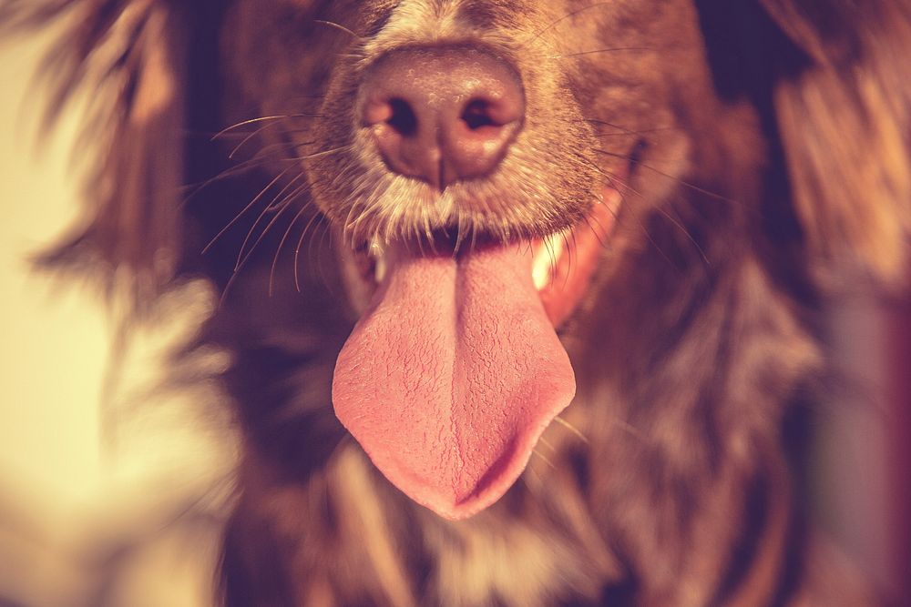 Free close up of dog sticking tongue out image, public domain animal CC0 photo.