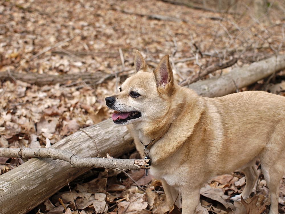 Chihuahua. Free public domain CC0 photo.