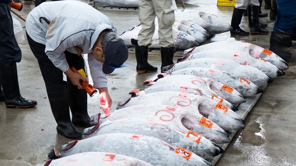 Tuna auction, Tsukiji Fish Market, Tokyo, Japan - 2 July 2014