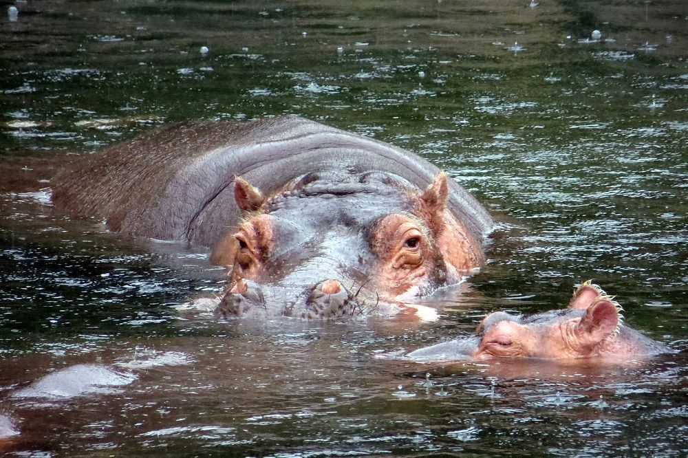Happy HippoSome of the animals really didn't care about the rain. These hippos were right there!. Original public domain…