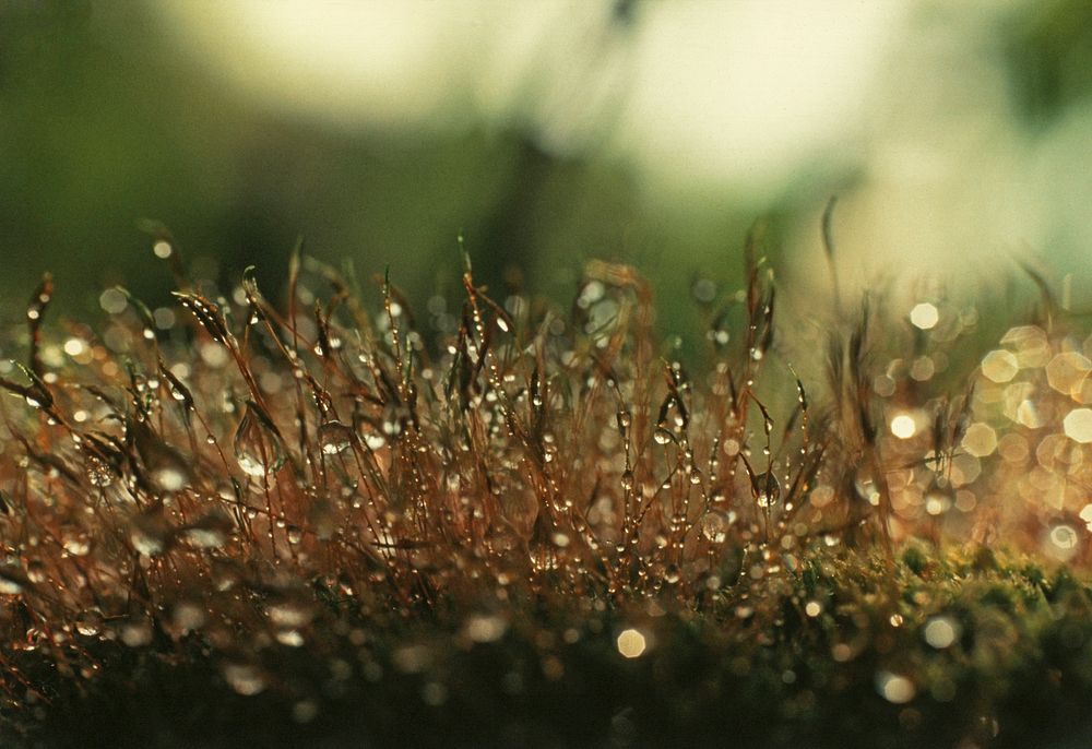 Moss Spore Capsules.