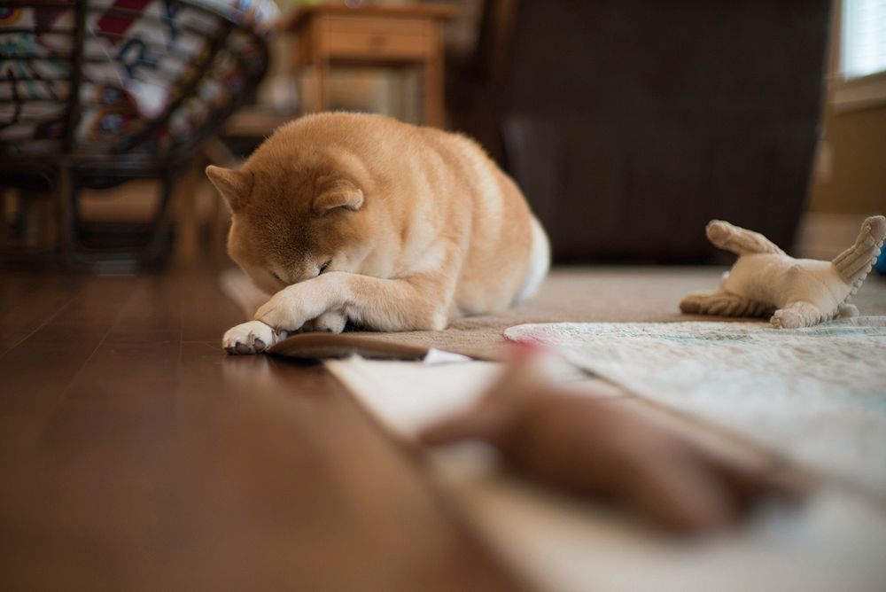 Shiba dog sleeping in living room. Free public domain CC0 photo.