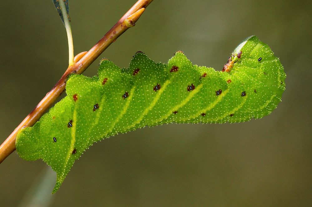 Caterpillar. Free public domain CC0 image.