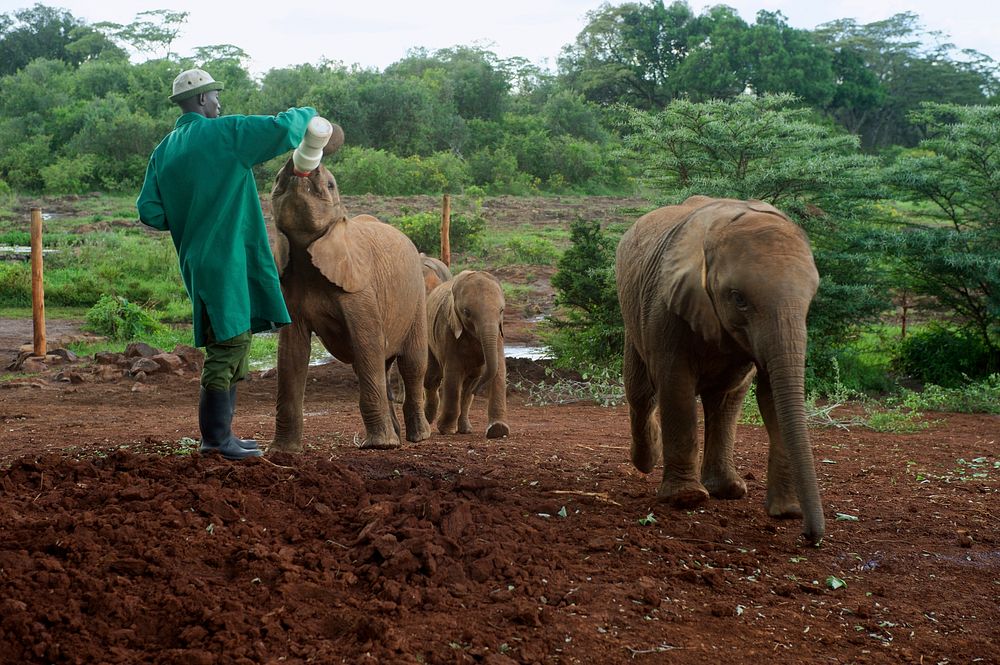 A Caretakers Feeds a Baby Elephant at the Sheldrick Elephant Orphanage