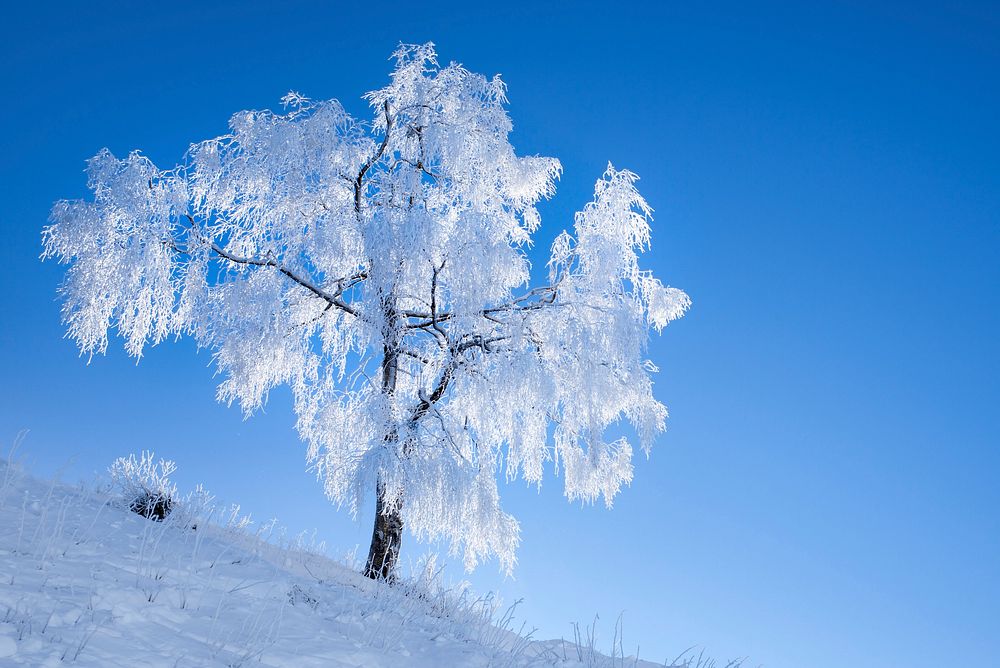 Snow covered tree. Free public domain CC0 photo. 