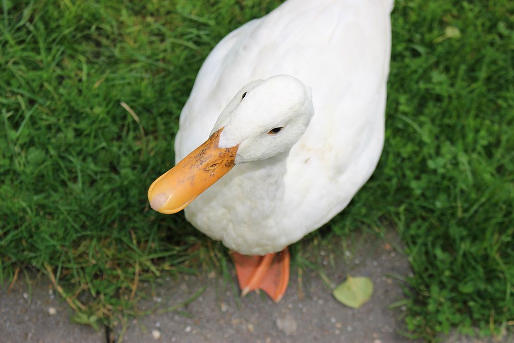 White duck looking up. Free public domain CC0 image.