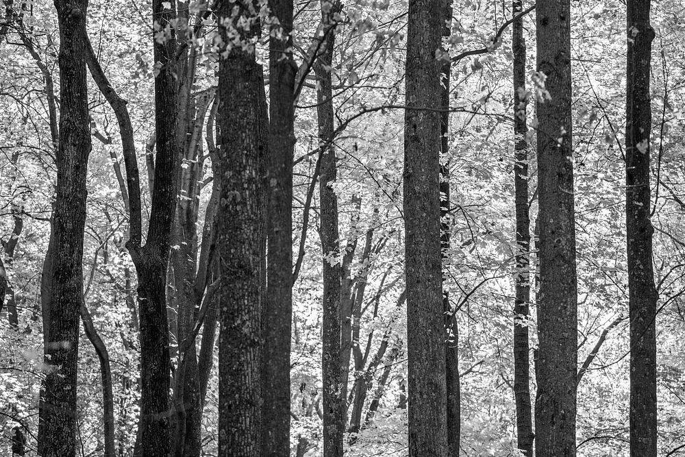 Black and White forest. Free public domain CC0 photo.