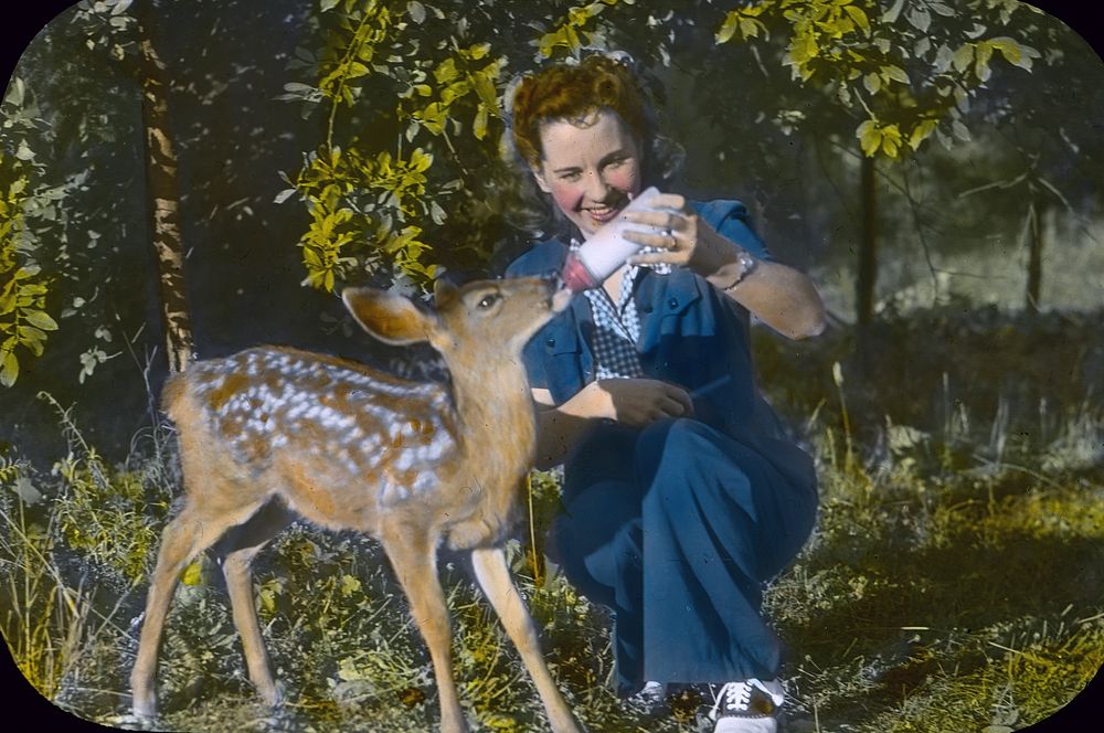 Lady feeding Fawn at Glacier CCC Camp, Mt. Baker NF, WA 1939, Mt. Baker-Snoqualmie National Forest Historic Photo. Original…