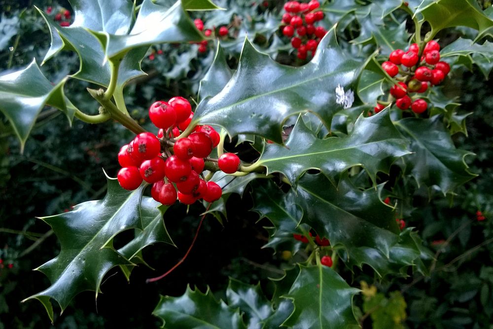 Holly leaf, red berries background. Original public domain image from Flickr