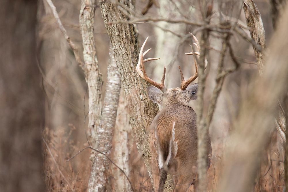 Buck deer. Free public domain CC0 image.