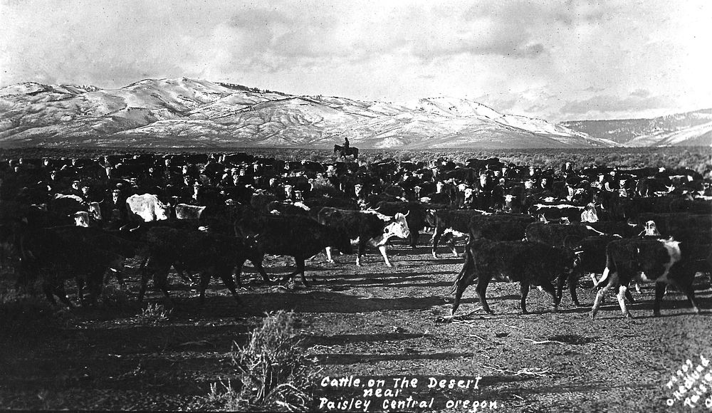 No 909 Cattle on the Desert near Paisley, Central Oregon - HedlundUmatilla National Forest Historic Photo. Original public…