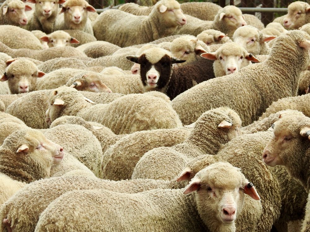 Black sheep among white sheep. Free public domain CC0 photo.