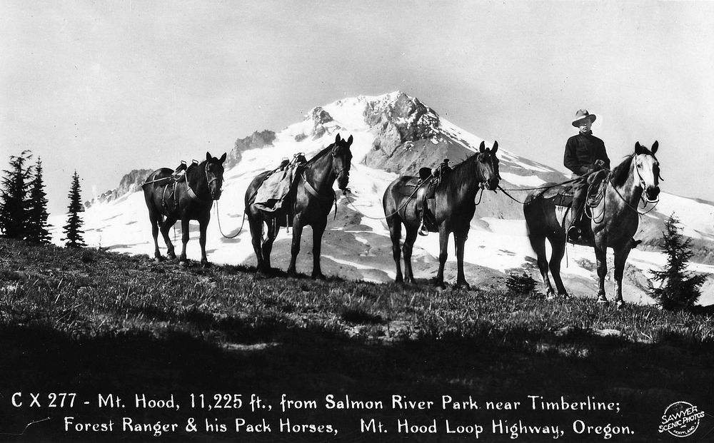 Mt. Hood with Forest Ranger and Pack Mules, Oregon. Original public domain image from Flickr
