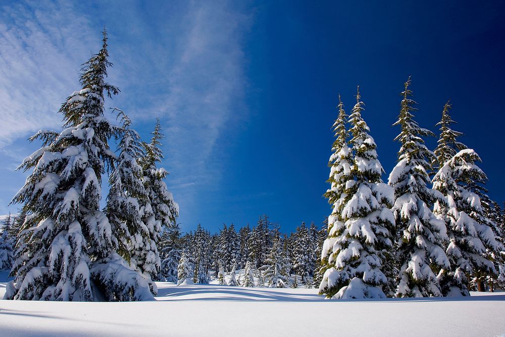 Winter at Mt Bachelor-Deschutes, Snow covered Forest at Mt Bachelor on the Deschutes National Forest in Oregon's Cascades.…