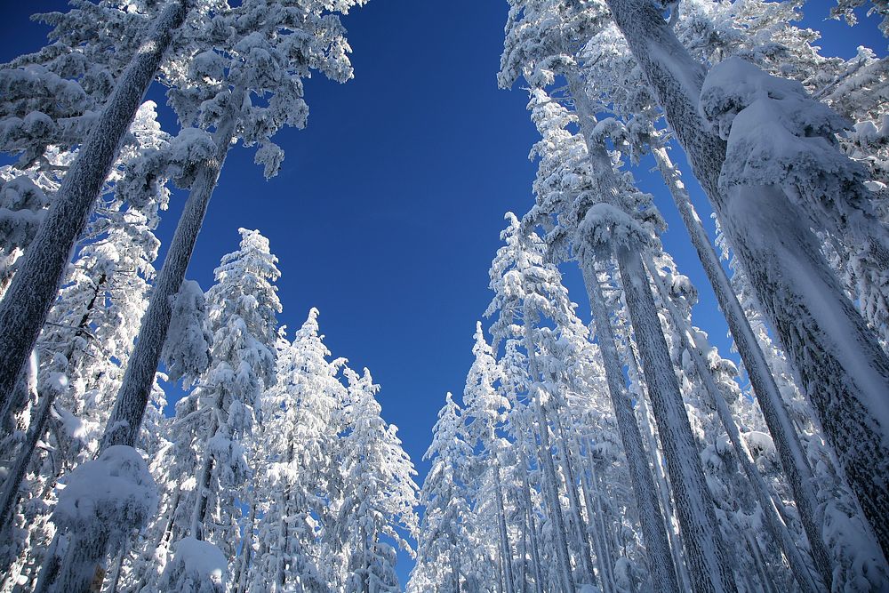 Snowy Forest on Mt Bachelor-Deschutes, View of Snow Covered Ponderosa Pine on the slopes of Mt Bachelor in the Deschutes…