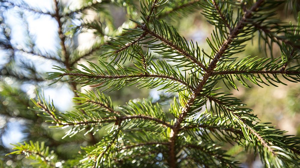 Red Spruce. Free public domain CC0 image.