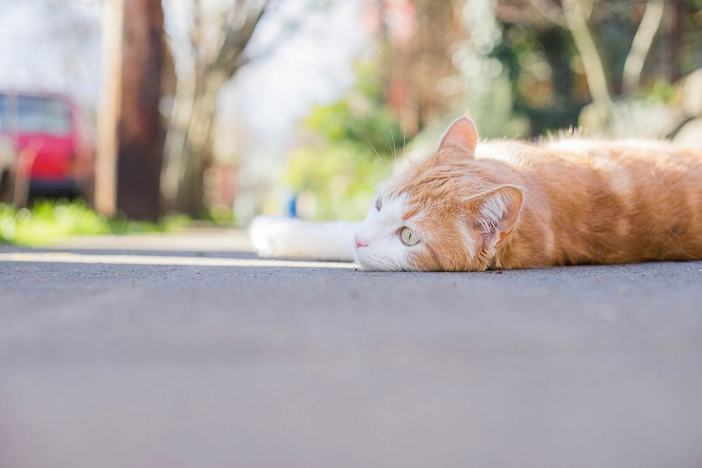 Ginger cat napping image, free public domain CC0 photo.