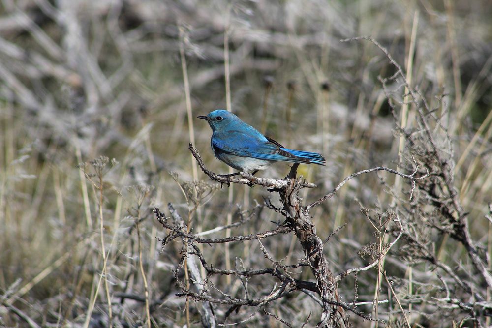 Mountain Bluebird on Ochoco National Forest : Mountain Bluebird on branch in the Ochoco National Forest. Original public…