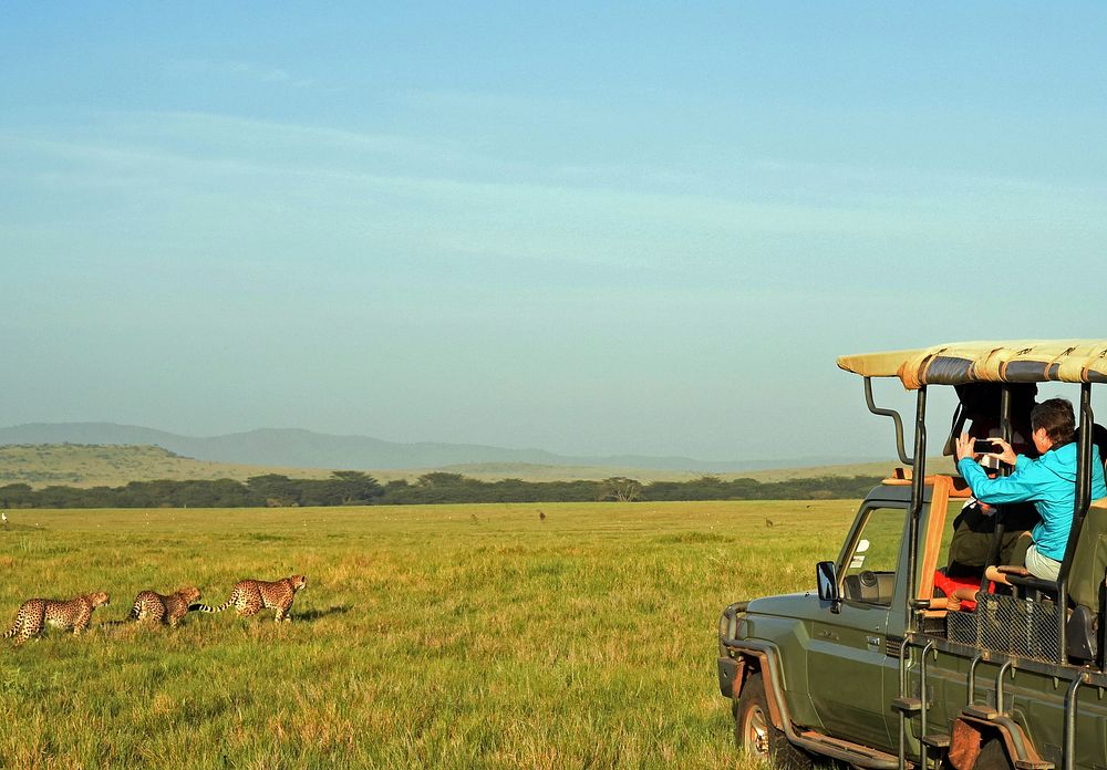 Cheetahs in the farm, farm buggy, wildlife in kenya. Original public domain image from Flickr