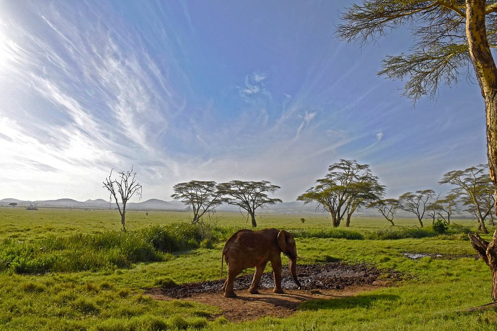 An elephant in Lewa Wildlife Conservancy. Original public domain image from Flickr