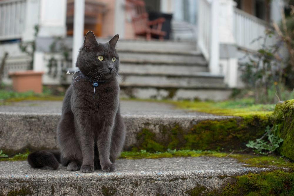 British shorthair black cat image, free public domain CC0 photo.