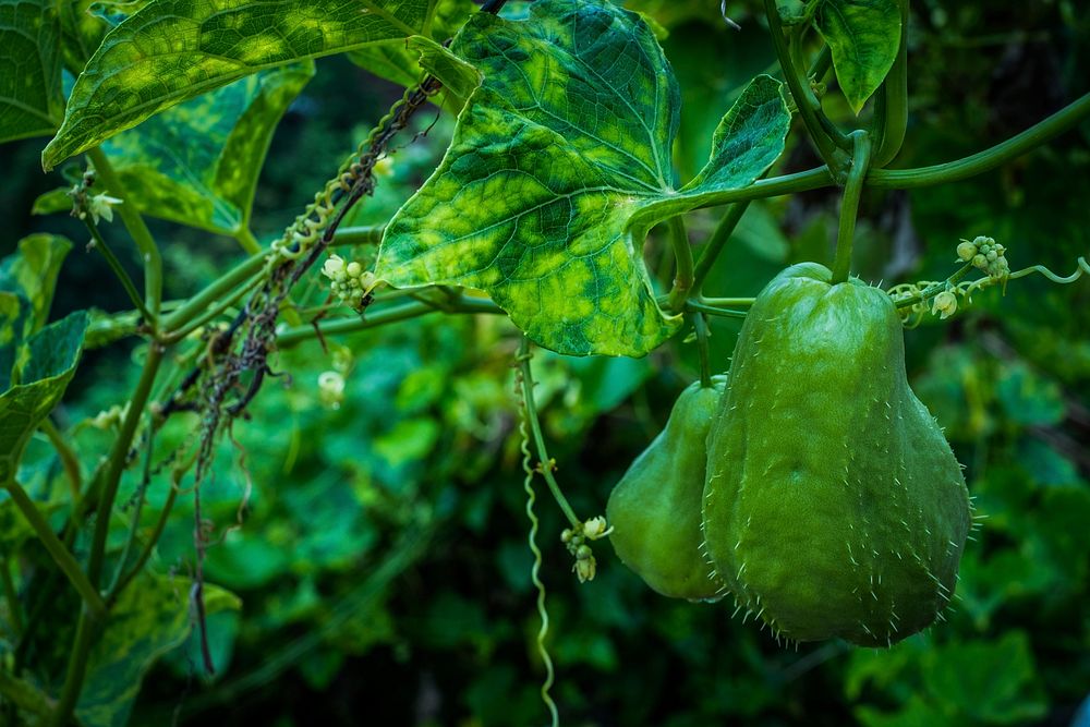Chayote fruit growing on a tree. Free public domain CC0 photo.