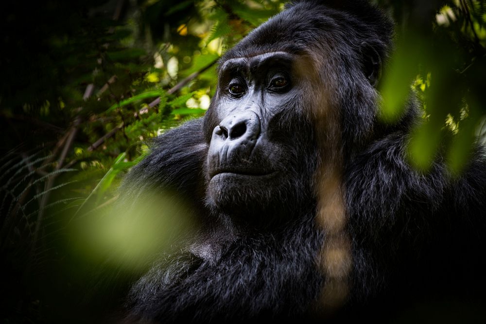 Gorilla's face closeup, animal background. Free public domain CC0 photo.