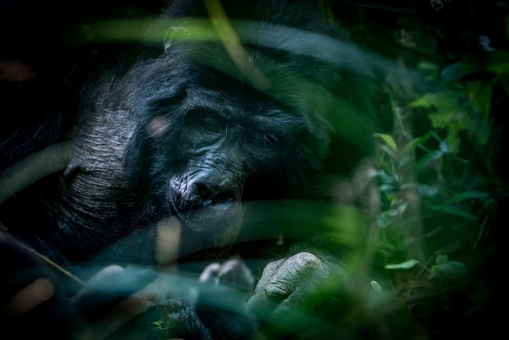 Gorilla in forest, wildlife image. Free public domain CC0 photo.
