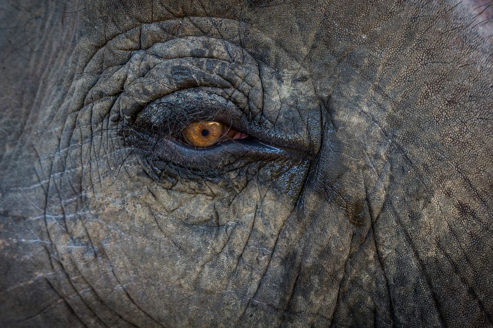 Elephant eye close up. Free public domain CC0 photo.