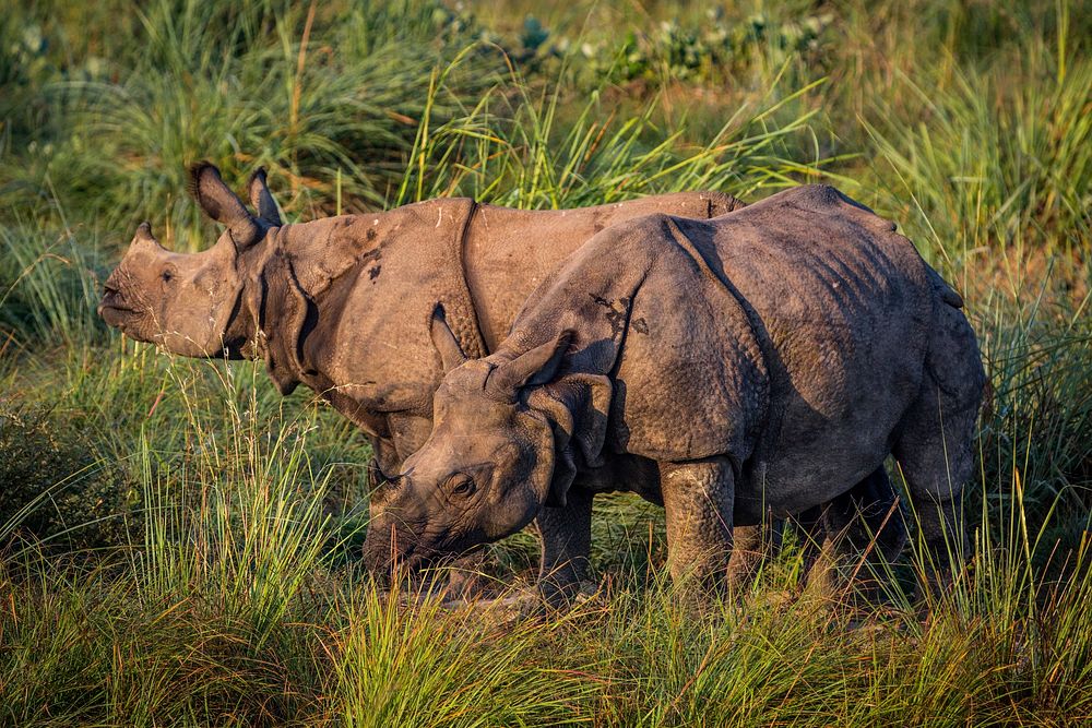 Rhino in grass field, animal background. Free public domain CC0 photo.