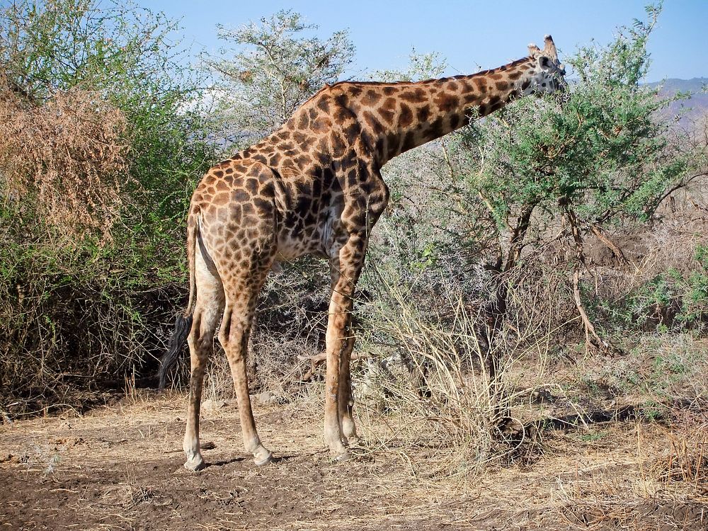 Giraffe in Tanzania, East Africa. Original public domain image from Flickr