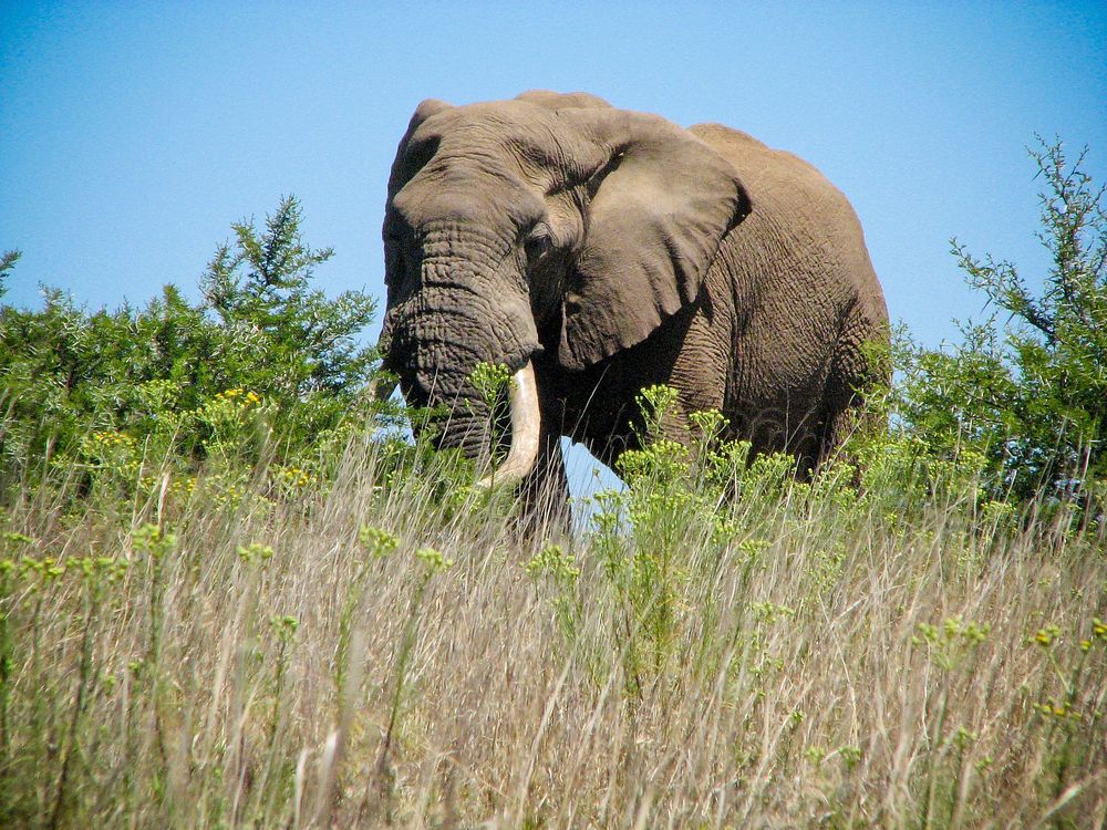 ADDO National Park. Original public domain image from Flickr