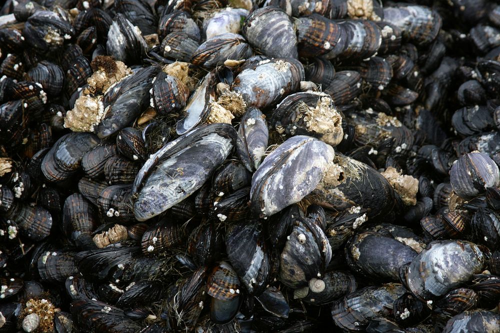 Blue Mussels, Siuslaw National Forest. Original public domain image from Flickr