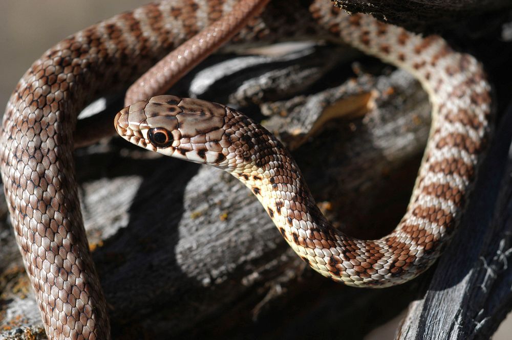 SNAKE COILED ON LOG-CROOKED RIVER NATIONAL GRASSLANDOchoco National Forest. Original public domain image from Flickr