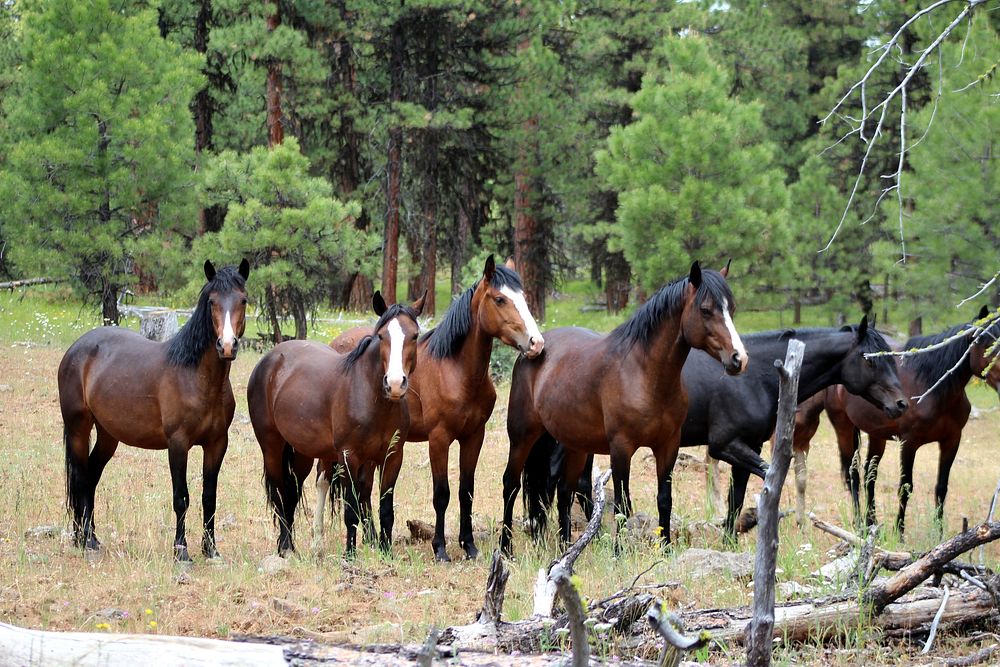 HERD OF WILD HORSES_LOOKOUT MOUNTAIN HERD-OCHOCOHerd of Wild Horses from the Lookout Mountain Herd on the Ochoco National…