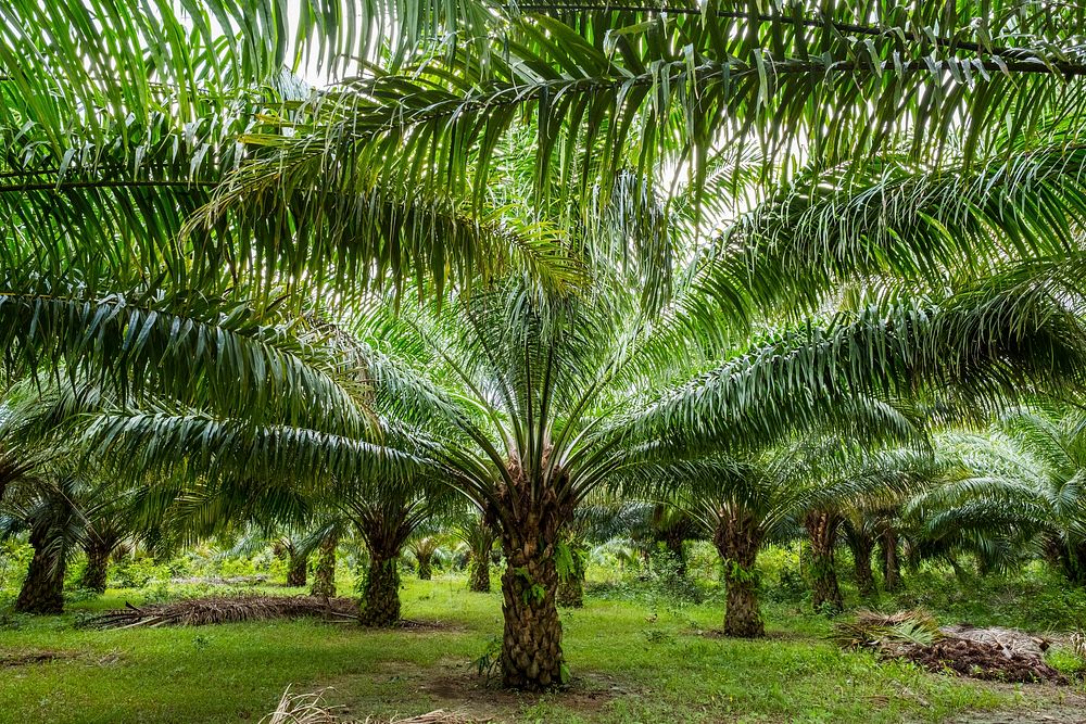 Palm forest in Palawan, Philippines. Free public domain CC0 photo.