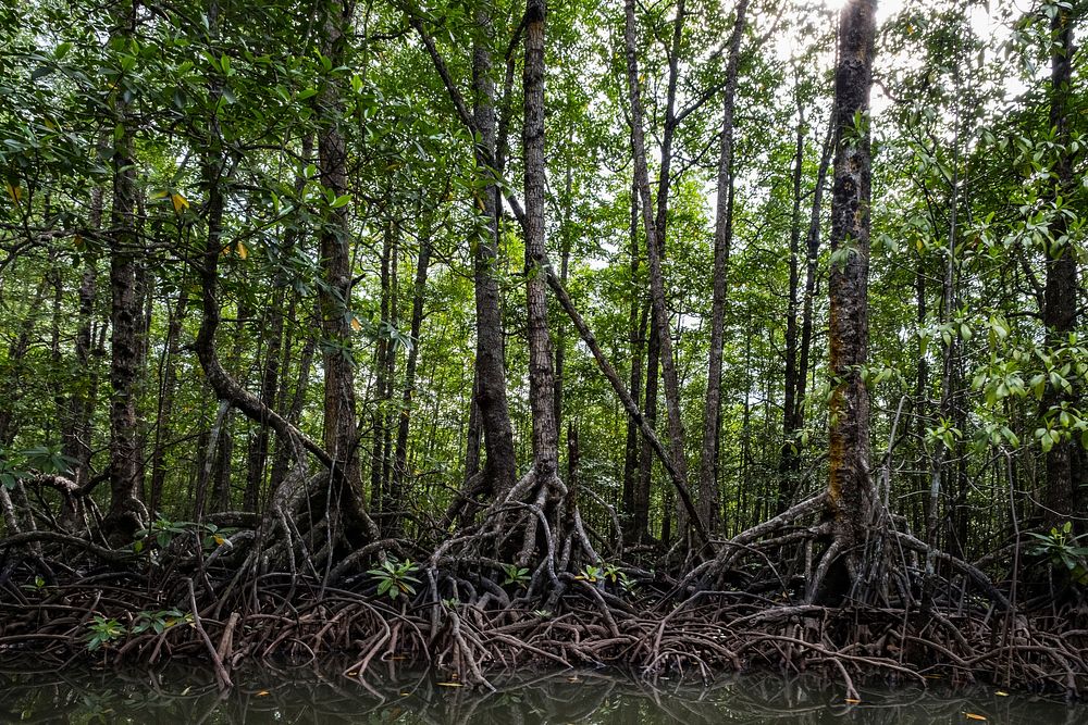 Mangroves forest, nature image. Free public domain CC0 photo.