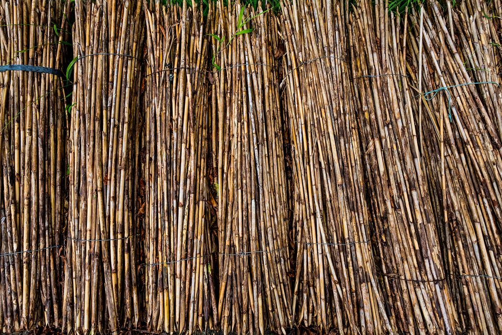 Harvested rattan, agricultural background. Free public domain CC0 photo.